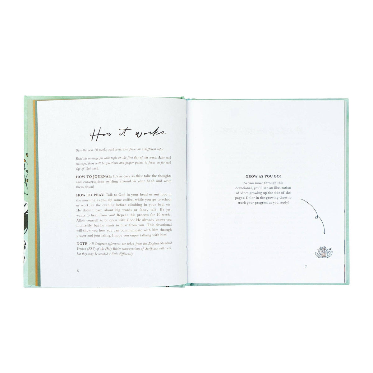 Bible Study: Rooted to Rise by Haley Crabtree